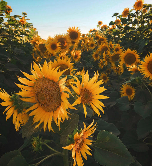 A Guide to Sunflowers - Ana Hana Flower