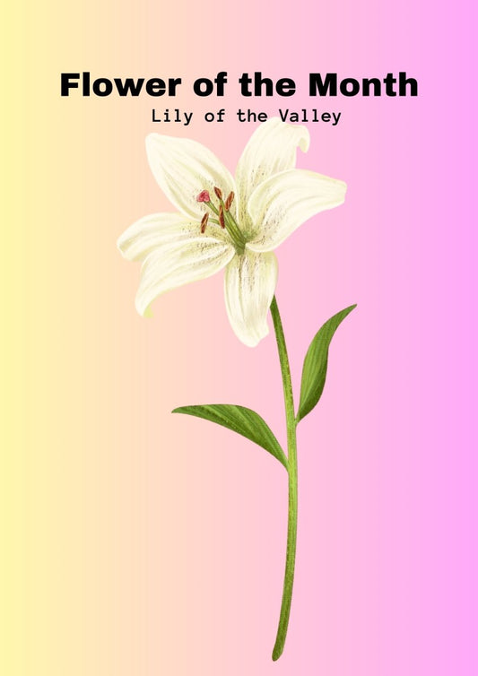 Lily of the Valley: The Delicate and Fragrant Flower for the Month of May - Ana Hana Flower