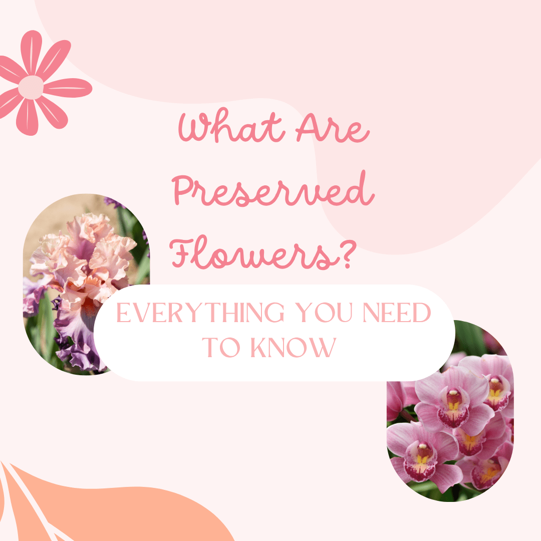 What Are Preserved Flowers? Everything You Need to Know - Ana Hana Flower