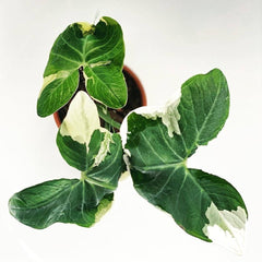 Mickey Mouse Alocasia Variegated (Exotic) - Plant - New Growth (15cmø pot) - Preserved Flowers & Fresh Flower Florist Gift Store